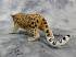 Фигурка Gulliver Collecta - Амурский леопард, XL  - миниатюра №3